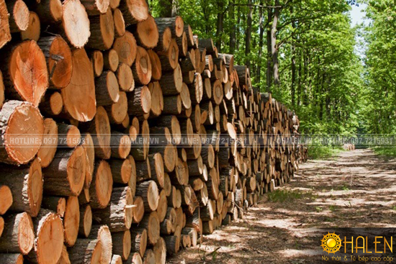 Thân gỗ sồi Nga dùng sản xuất các đồ nội thất - OHALEN.VN